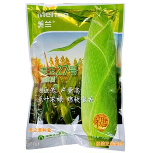 美玉27号白甜糯玉米种籽高产矮杆大棒甜加糯白糯玉米大田苞谷种孑