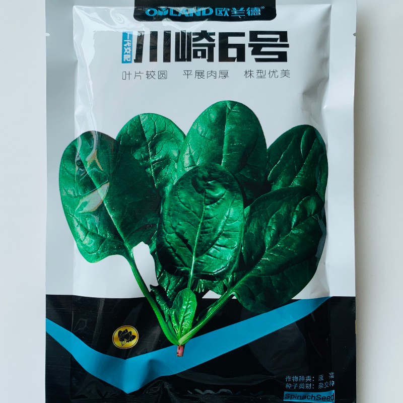 欧兰德川崎6号菠菜种子耐寒抗病深绿圆叶菠菜种籽农家春秋季播种