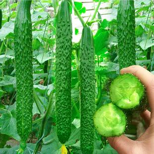 寿光春秋黄瓜种籽原种绿瓤阳台盆栽蔬菜种子四季 播苗秧孑田园农家