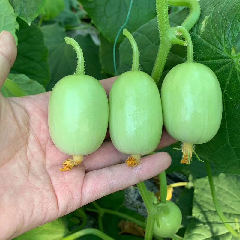 金童水果黄瓜种子玉女水果黄瓜种籽迷你阳台四季盆栽春季蔬菜种孑
