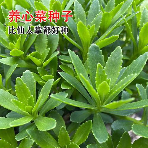 养心菜救心菜苗阳台盆栽新鲜食用绿植种苗菜种高钙根苗菜苗幼苗
