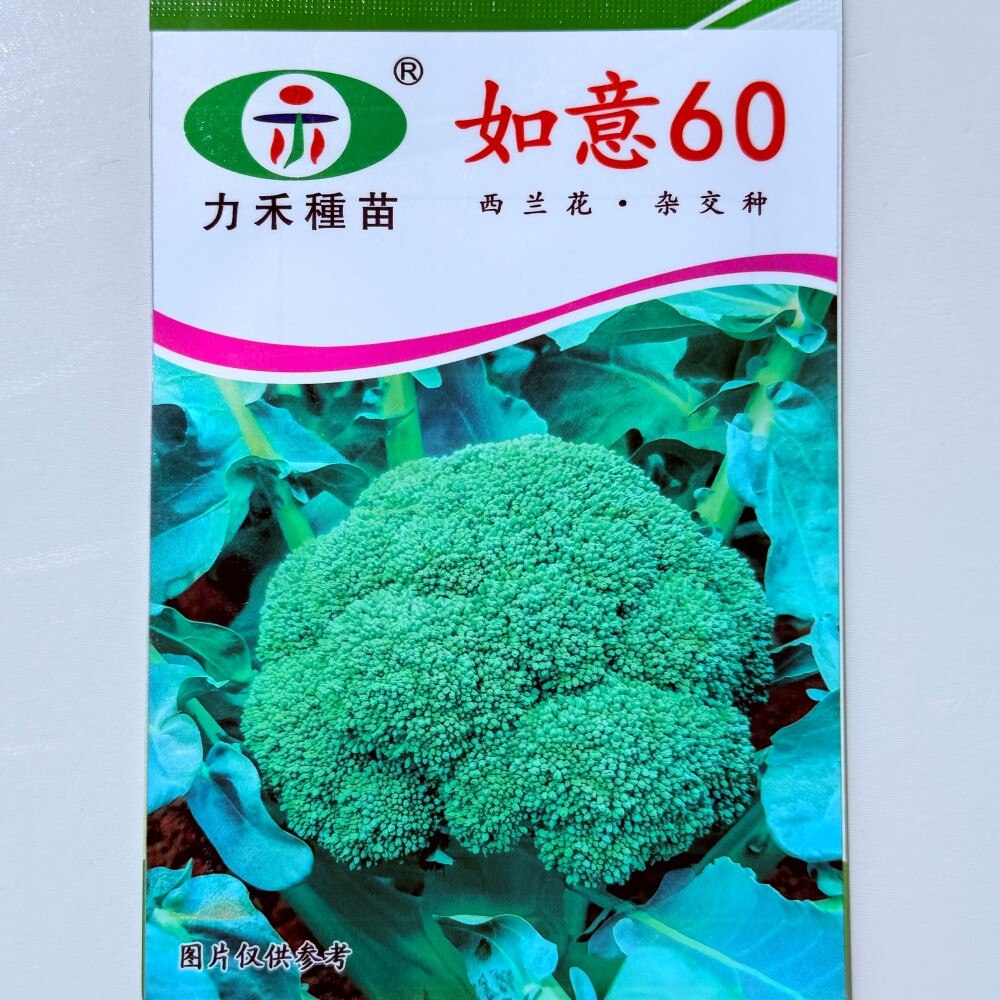 力禾如意60西兰花种子球型紧实杂交青花菜种籽农家春秋播蔬菜种孑
