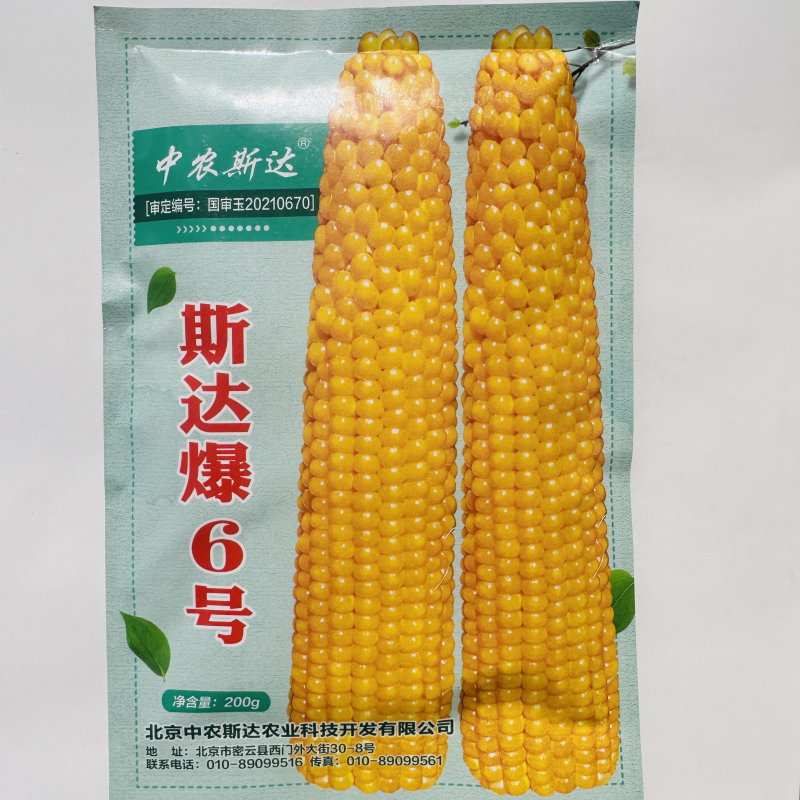中农斯达爆米花种子春夏斯达爆6号玉米种籽珍珠型爆花率高球形花