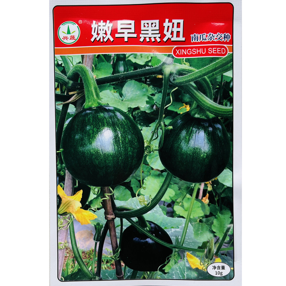 兴蔬嫩早黑妞南瓜种子 抗病耐寒早熟深绿皮小南瓜种籽 春秋季播种
