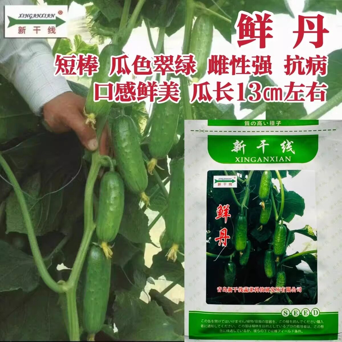 新干线鲜丹黄瓜种子短棒形水果黄瓜种子甜脆耐寒油亮高产种籽抗病