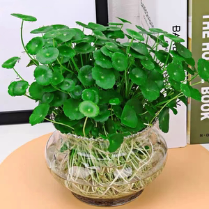 钱草水培水养土培室内植物 桌面办公室绿植创意阳台盆栽金钱草!.