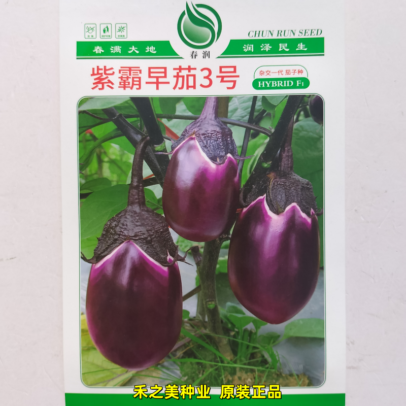 紫霸早茄3号茄子种子杂交早熟圆红茄抗病耐热耐寒强春季秋冬茄子