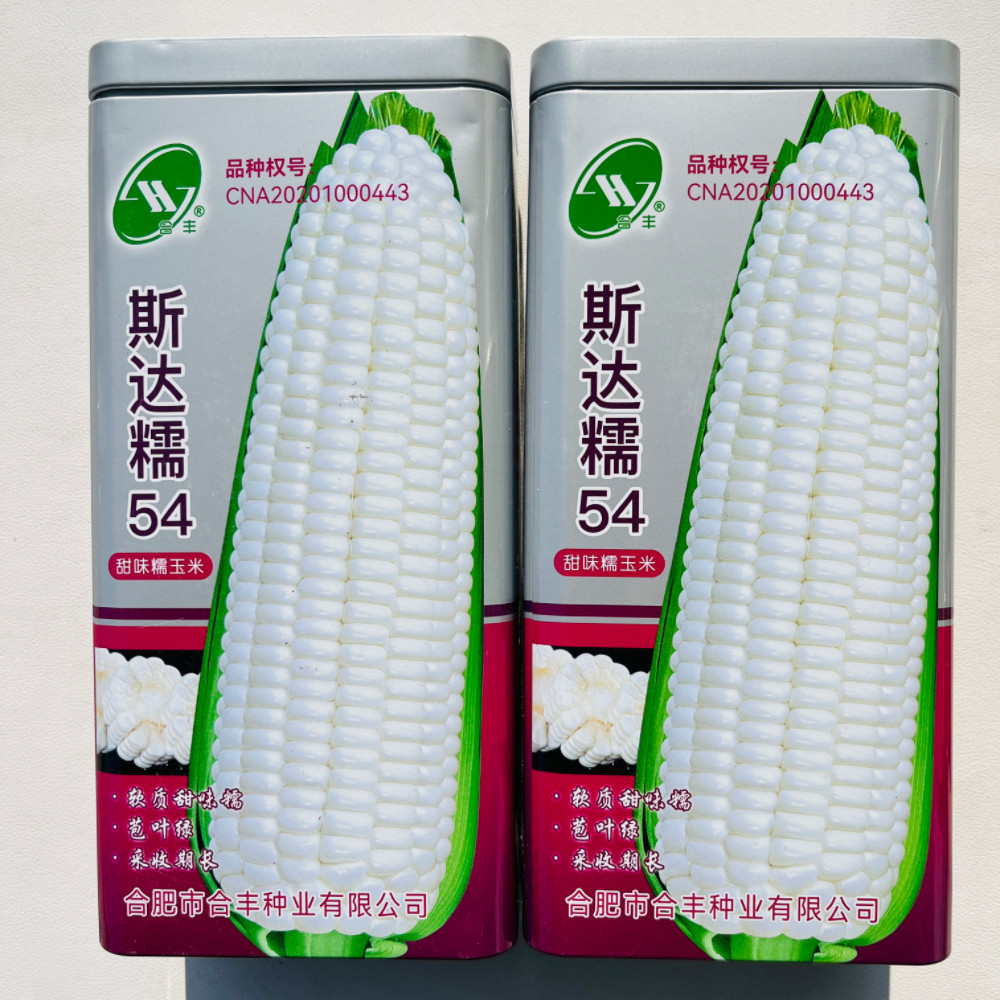 合丰斯达糯54甜味糯玉米种子大棒鲜食白糯黏玉米种籽春季播蔬菜种