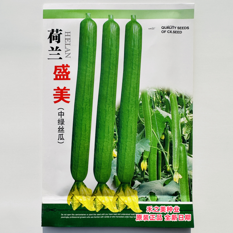 盛美中绿丝瓜种籽肉春特长高产春秋耐热耐寒长棒油皮香丝瓜种子