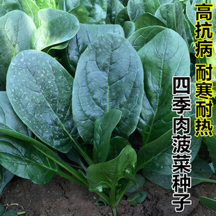 黑旋风大圆叶菠菜种子红根叶抗性好春播秋冬季四季蔬菜种孑阳台籽