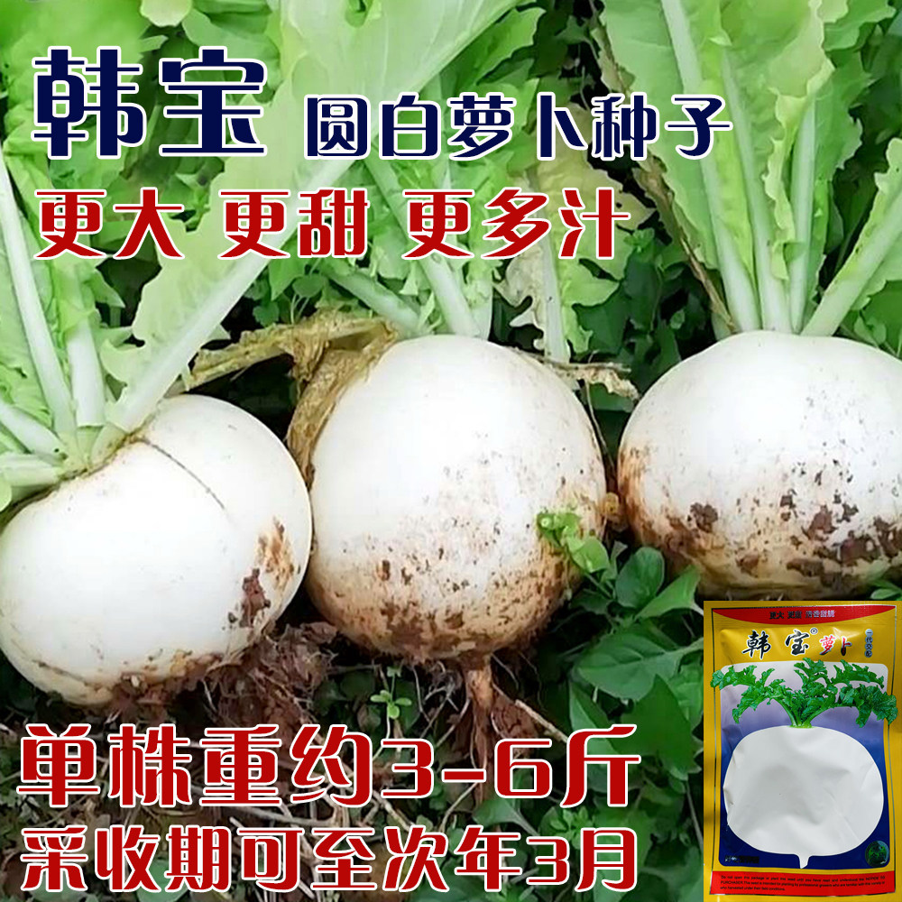 韩宝圆白萝卜种子中晚熟脆甜化渣扁圆白萝卜种籽农家秋冬季播种孑