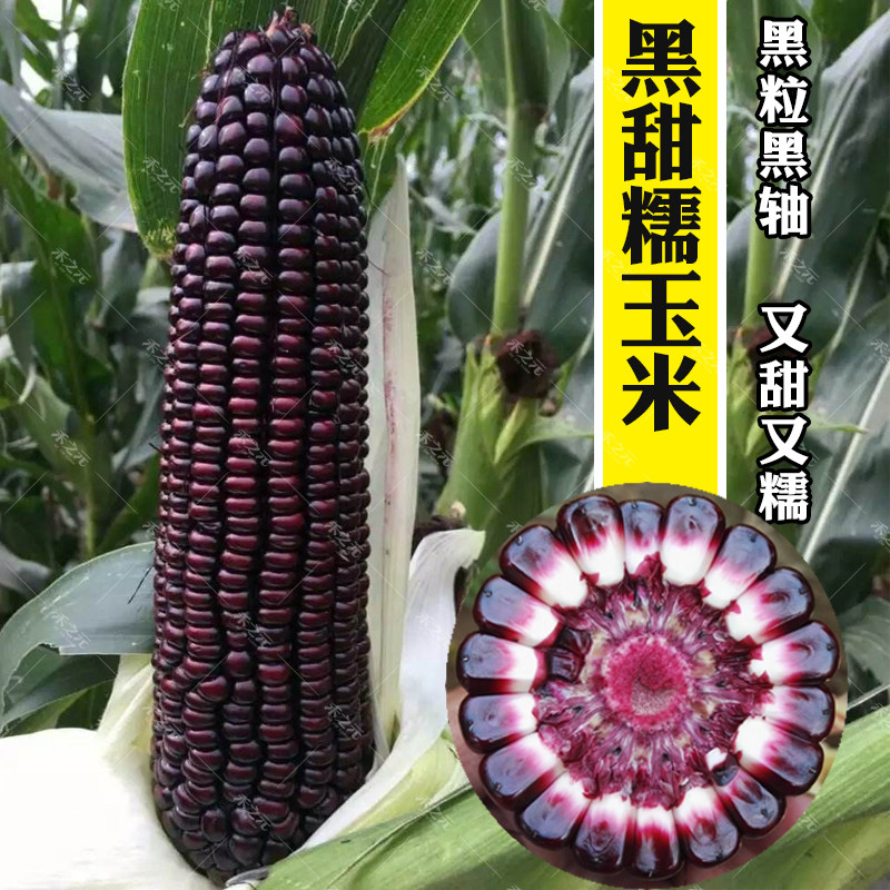 新货黑甜糯玉米种子非转基因黑糯玉米种孑超甜四季春季水果四季播