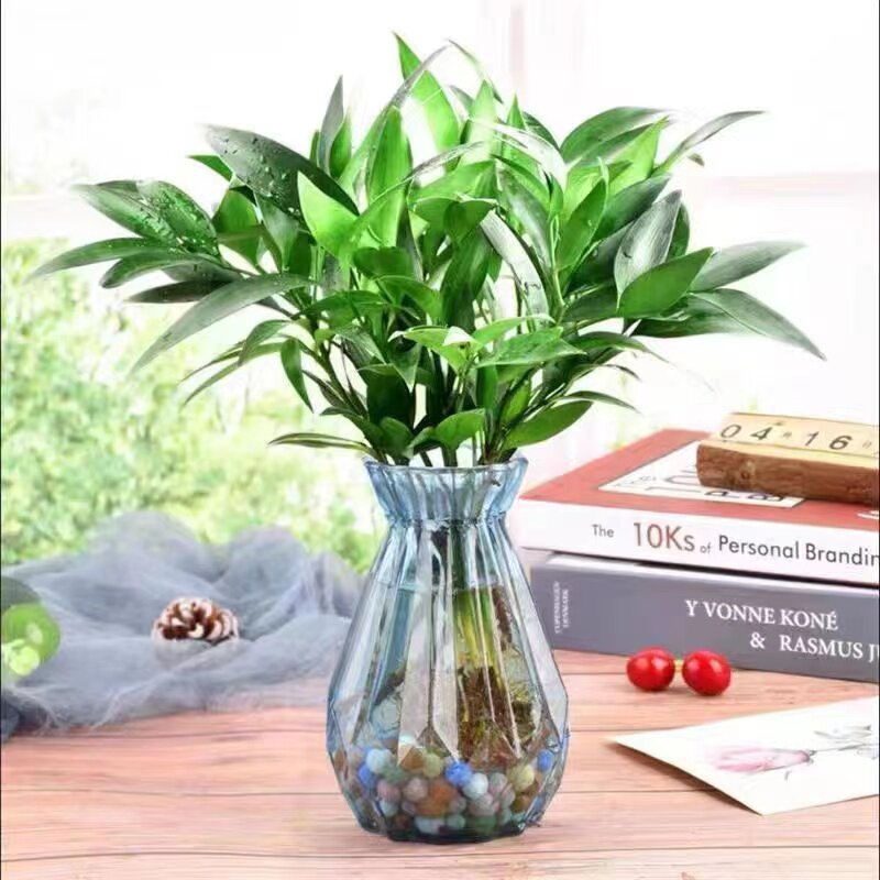 水培驱蚊竹柏水养植物盆栽绿植办公室内花卉桌面好养四季常青