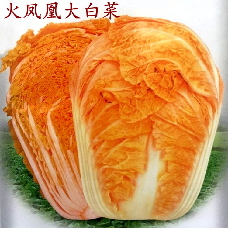 新货火凤凰大白菜种子 蔬菜种子四季种 橘红心大白菜金黄色大白菜