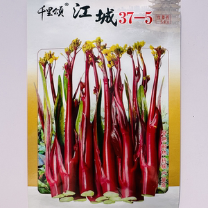 江城37-5红菜苔种子早熟高抗病产一代杂交红菜苔种籽南北方秋季播