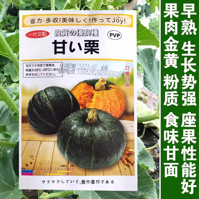 香甜板栗味南瓜种子 超粉糯面大果贝贝南瓜种籽孑 金黄色果肉薄皮
