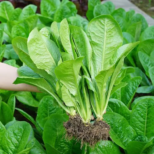 孔雀菜种子四季种植简单沙拉生菜种籽耐热耐寒阳台盆栽蔬菜种孑