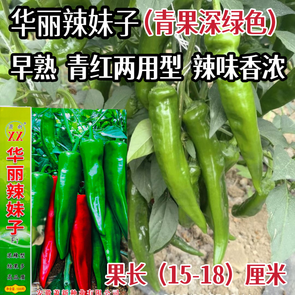 萧新华丽辣妹子辣椒种子香辣早熟青红两用抗病高产南北方春秋季播