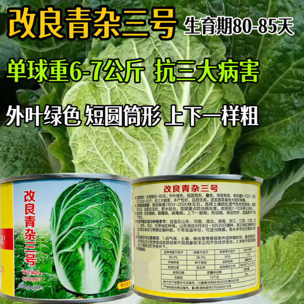 改良青杂三号大白菜种子杂交抗病高产山东胶州白菜种籽农家秋季播