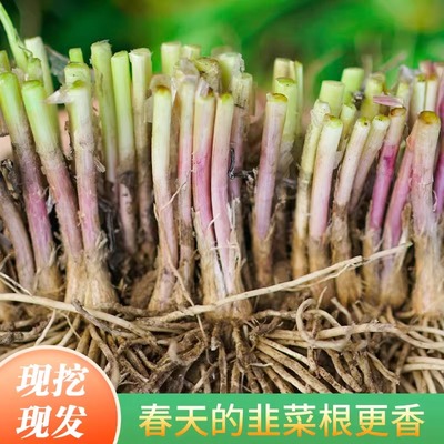 寿光韭菜根 现挖现发红根韭菜根苗春季四季菜园蔬菜阳台盆栽菜苗
