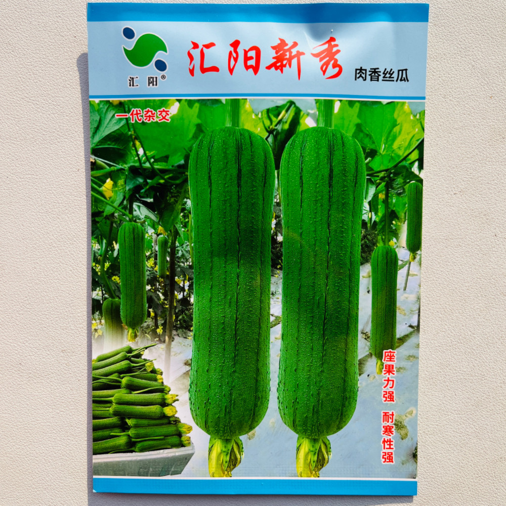 汇阳新秀肉香丝瓜种子抗病高产早熟短棒丝瓜种籽春秋季播蔬菜种孑