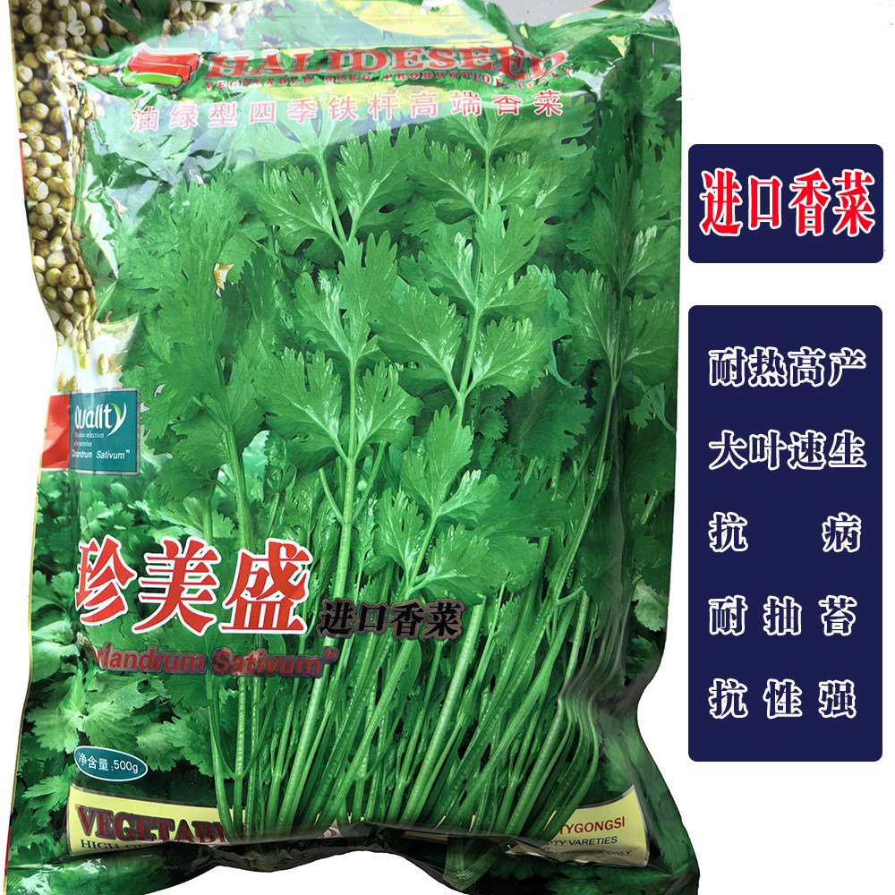 珍美盛铁杆耐抽苔油绿香菜种子四季耐热耐寒大叶香菜籽芫荽种籽孑