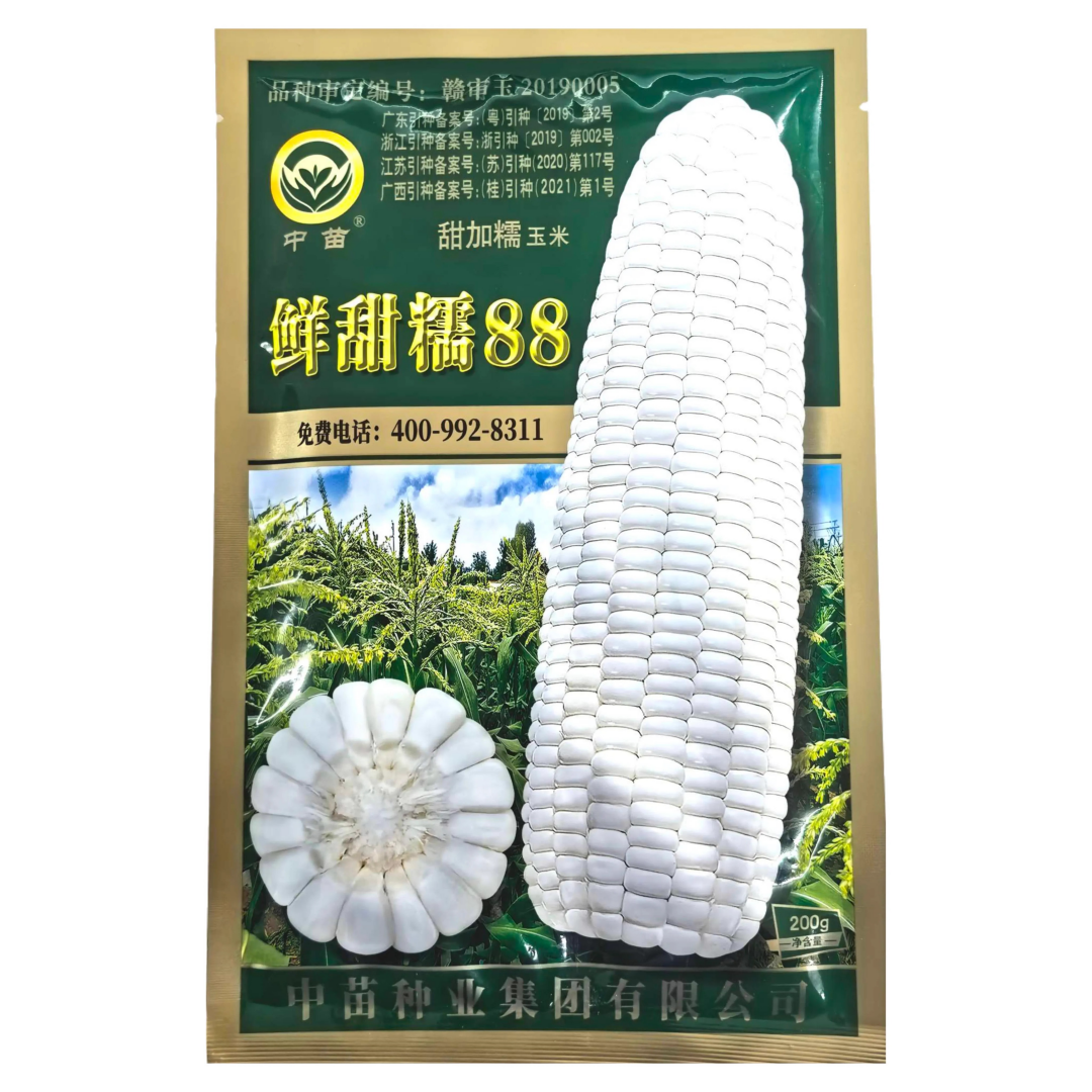 中苗鲜甜糯88白糯玉米种籽孑矮杆大棒杂交品种春秋季基地大田用种