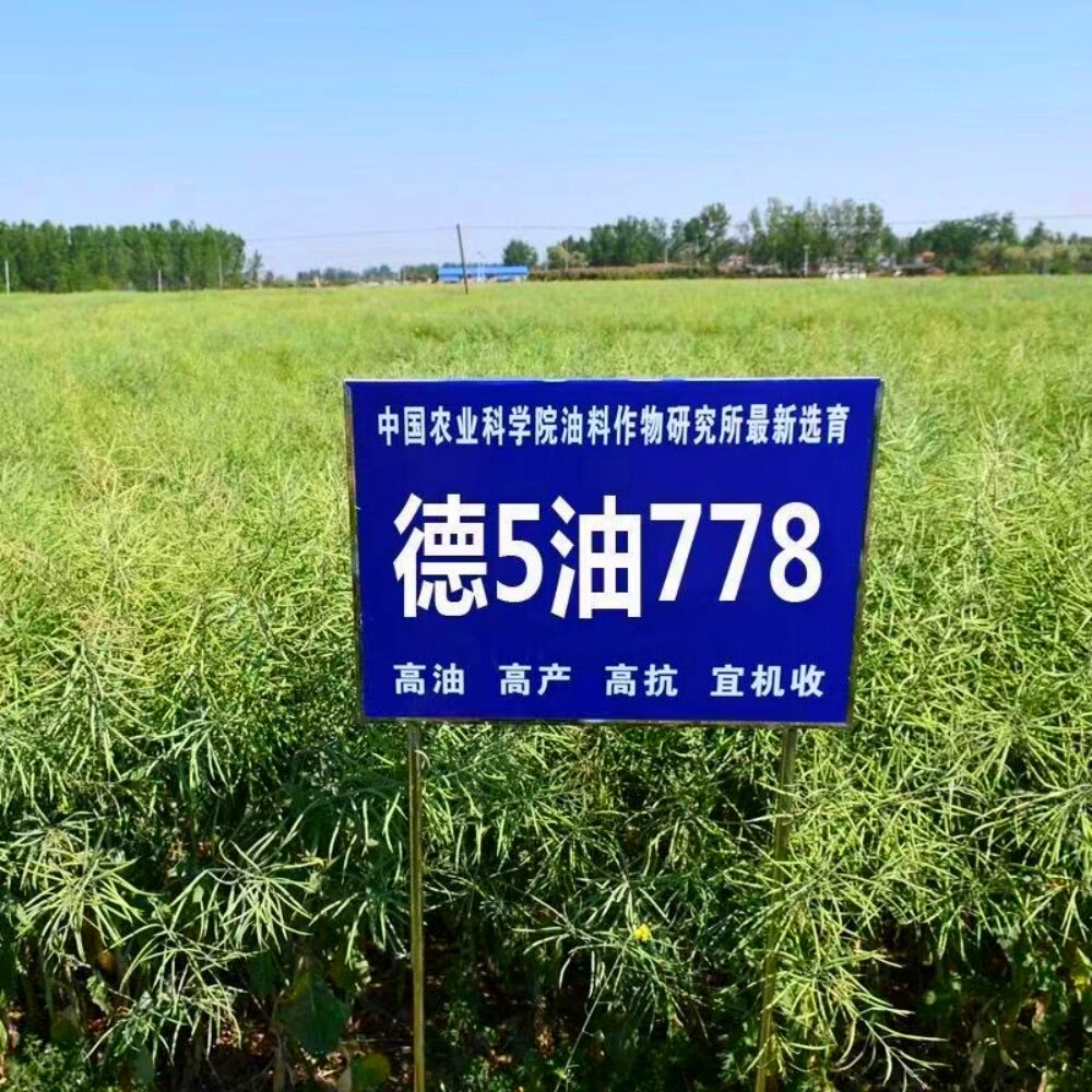 德5油778油菜种子杂交甘蓝型油菜籽抗病高产耐寒食用榨油菜花种孑