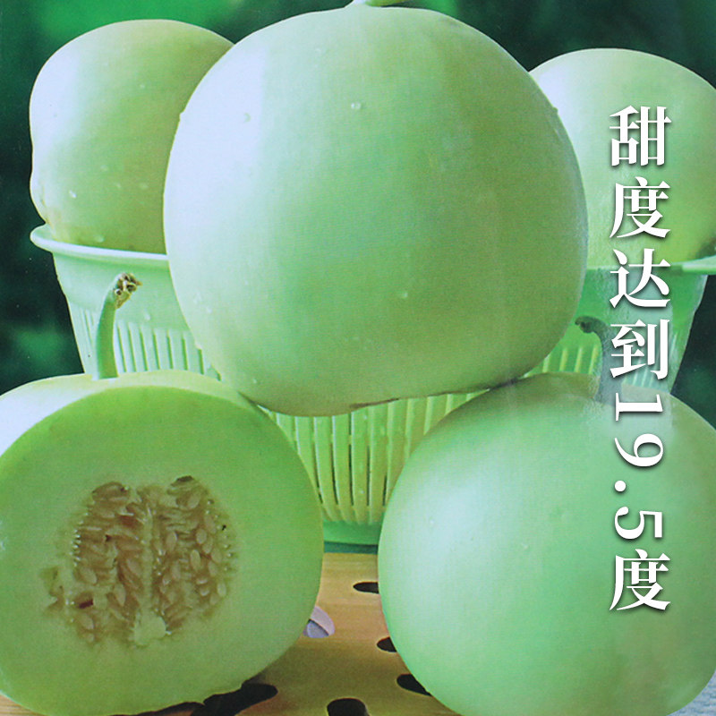 鼎牌玉奶香薄皮甜瓜种子绿皮绿肉早熟香瓜带奶香味瓜果种籽孑水果