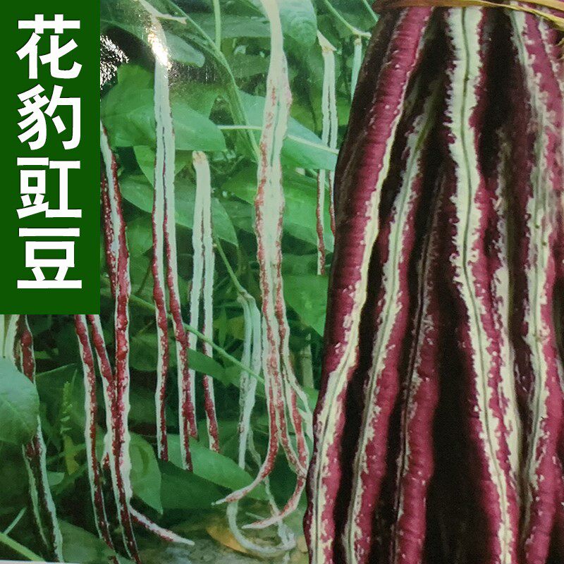 豇豆种籽花豹豇豆紫红豇豆长豆角高产春夏四季阳台盆栽蔬菜种孑子
