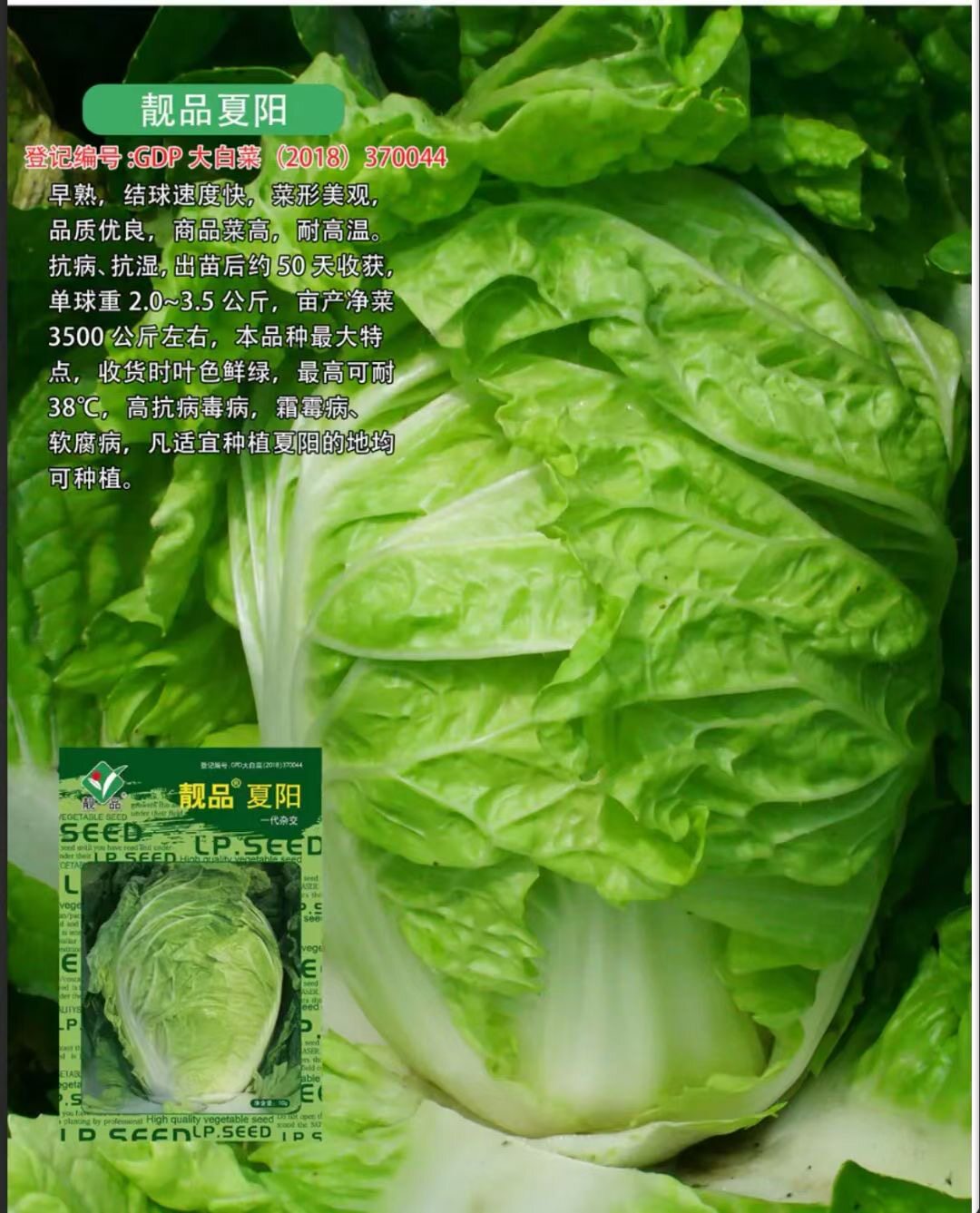 山东靓品夏阳大白菜种子50天早熟高产耐热白菜种籽农家夏秋季播种