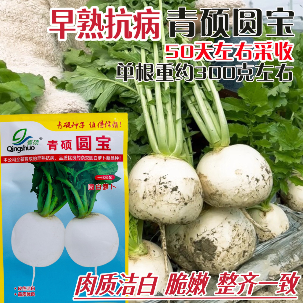 青硕圆宝圆白萝卜种子抗病早熟脆甜白萝卜种籽农家秋季播蔬菜种孑