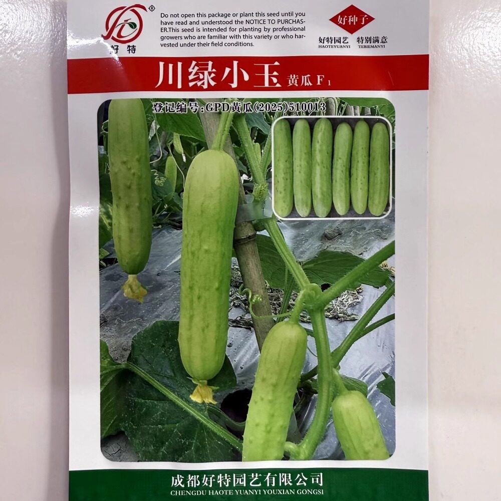 好特川绿小玉强雌黄瓜种子圆筒型早熟杂交白瓜种籽农家大田基地播