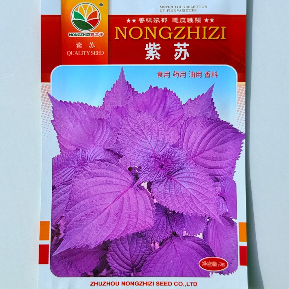 紫苏叶种子 可生食做汤腌制食用药用油用味道鲜香可口紫苏种籽孑