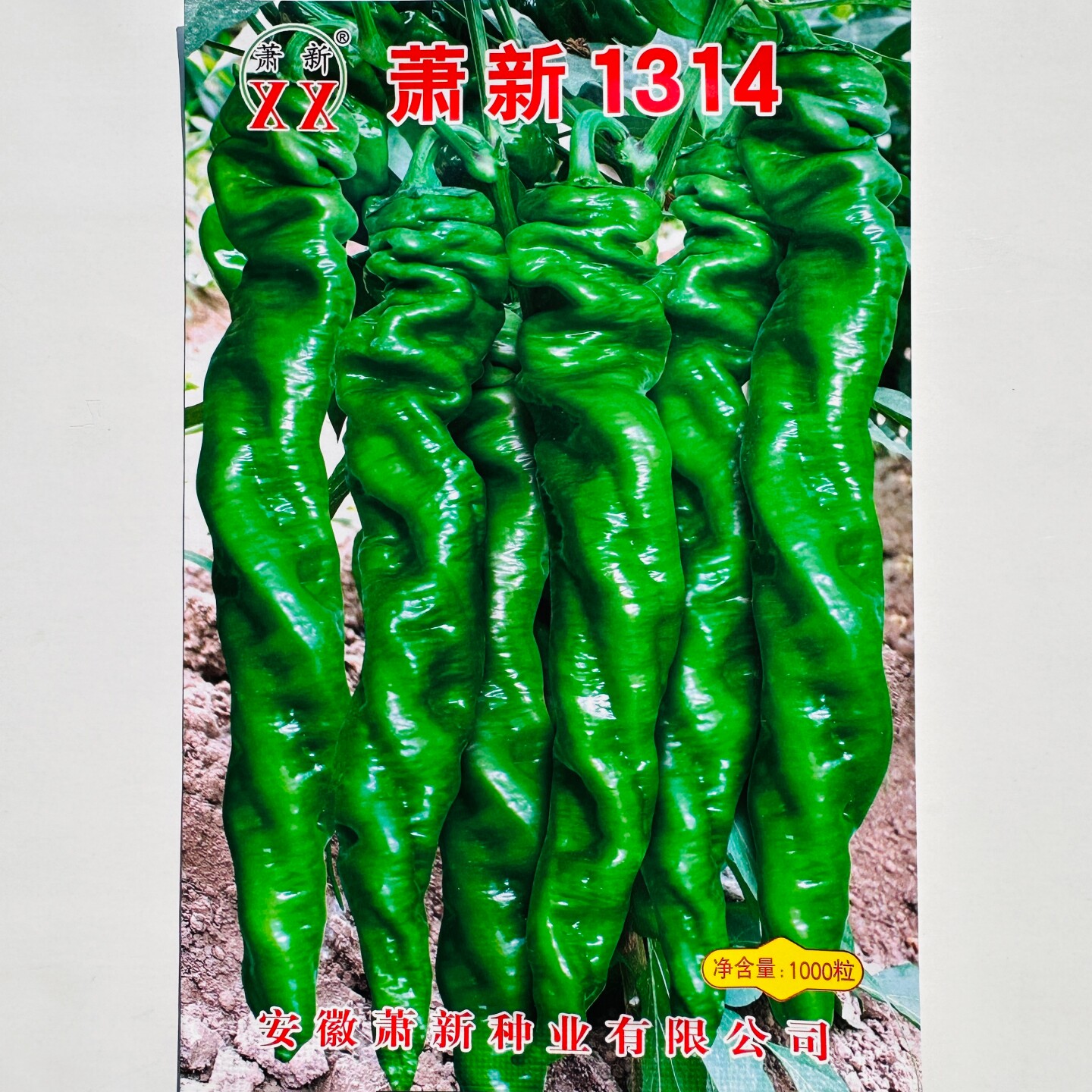 特大螺丝椒种子萧新1314薄皮香辣陇椒春秋早熟高产辣椒种孑1000粒