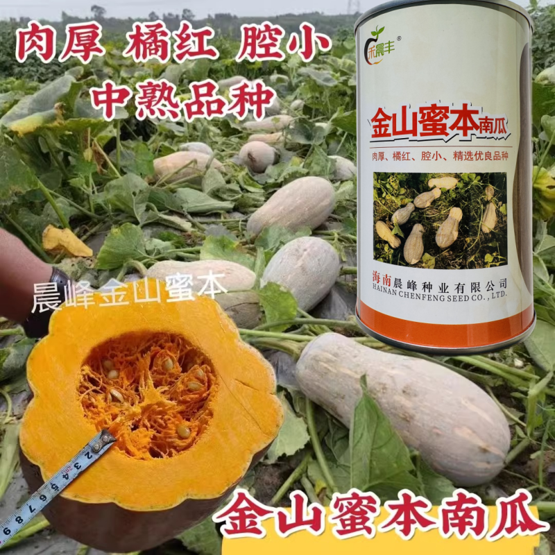 海南正宗金山蜜本南瓜种子中熟肉厚腔小优质高产大果南瓜种甜度高