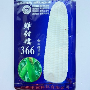 鲜甜糯366白糯玉米种子软糯香甜加糯玉种籽大棒高产粘黏玉米非转