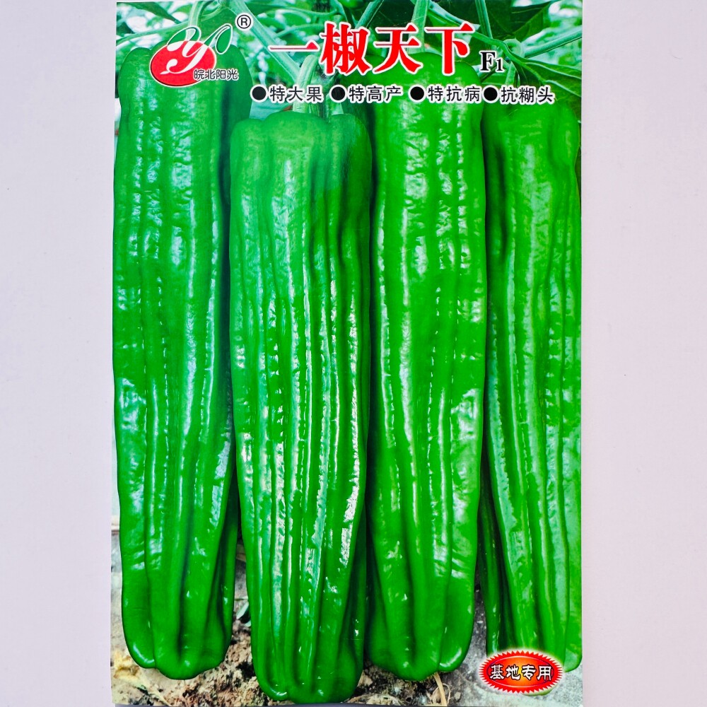 一椒天下大果薄皮泡椒种子早熟特大果高产抗病毒病抗糊头辣椒种籽