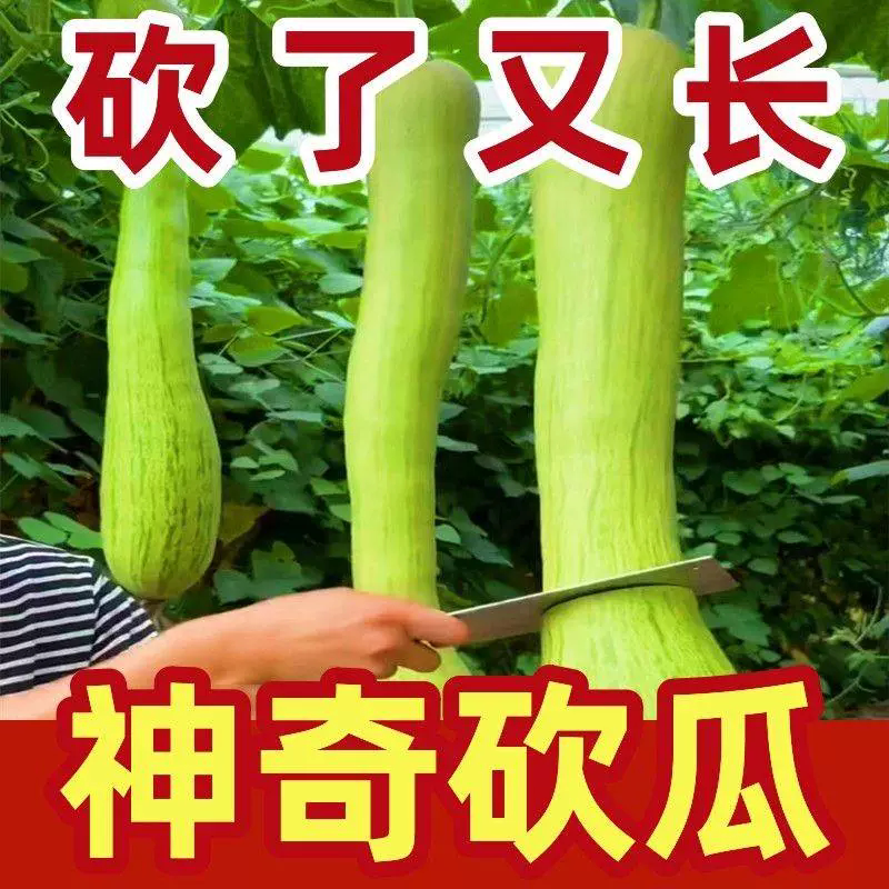 巨型神奇砍瓜种子盆栽种籽特大春播爬藤四季春季秋季庭院蔬菜种孑