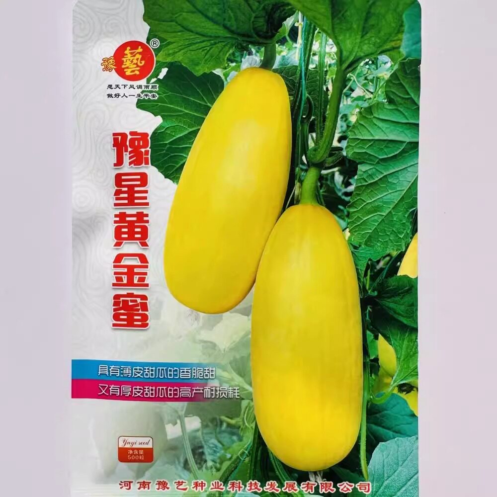 豫艺豫星黄金蜜薄皮甜瓜种籽黄皮白肉中早熟优质甜瓜种子水果种孑