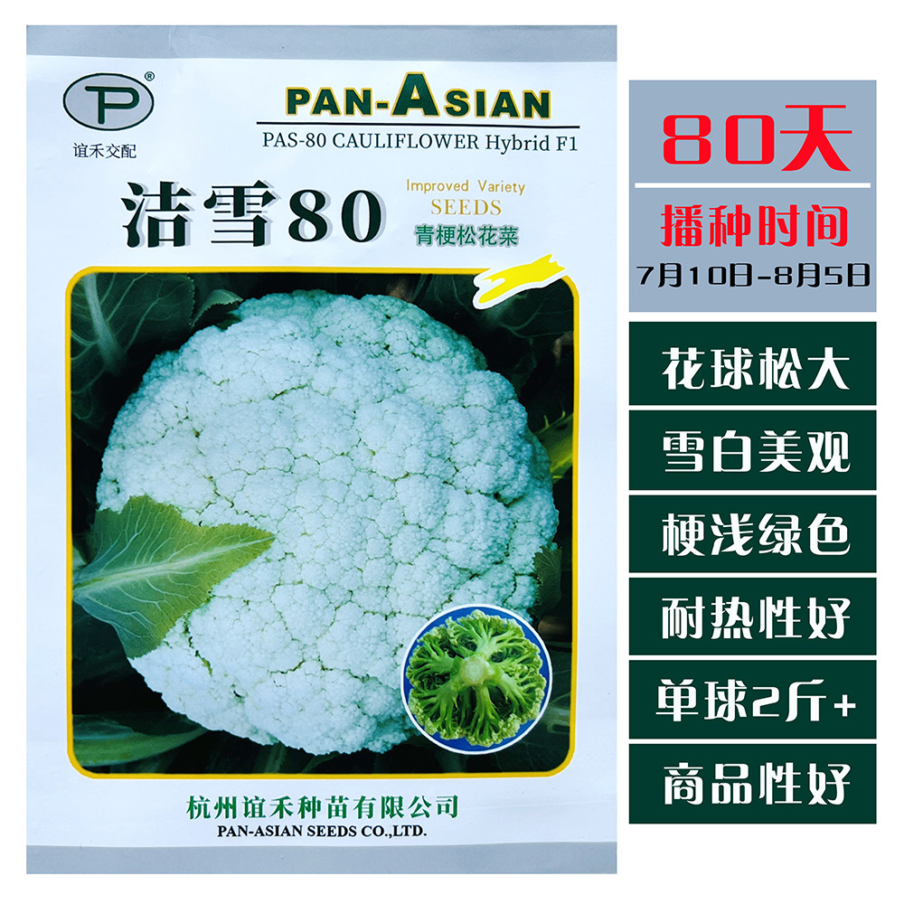 洁雪80天青梗松花菜种子中晚熟耐热白花椰菜种籽南北方农家秋季播