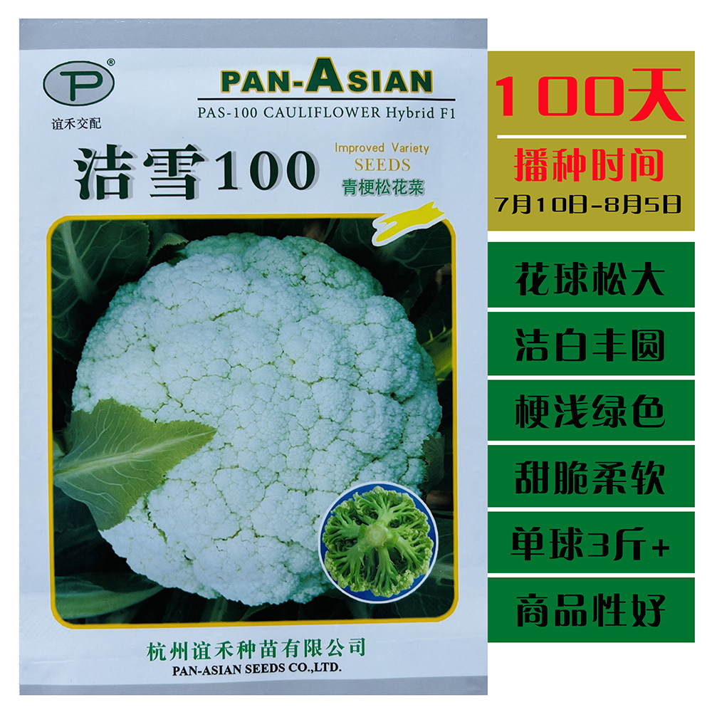 洁雪100天青梗松花菜种子抗病高产南北方农家秋季播种花椰菜种子