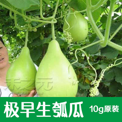 极早生瓠瓜种子春夏秋四季蔬菜种子食用甜瓠瓜种子菜葫芦爬藤种籽