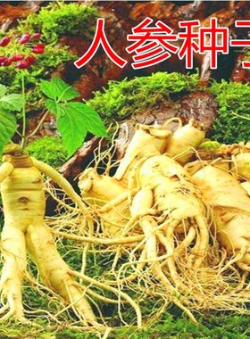 人参种子 材种籽 东北长白野山参 家庭阳台 可盆栽种植