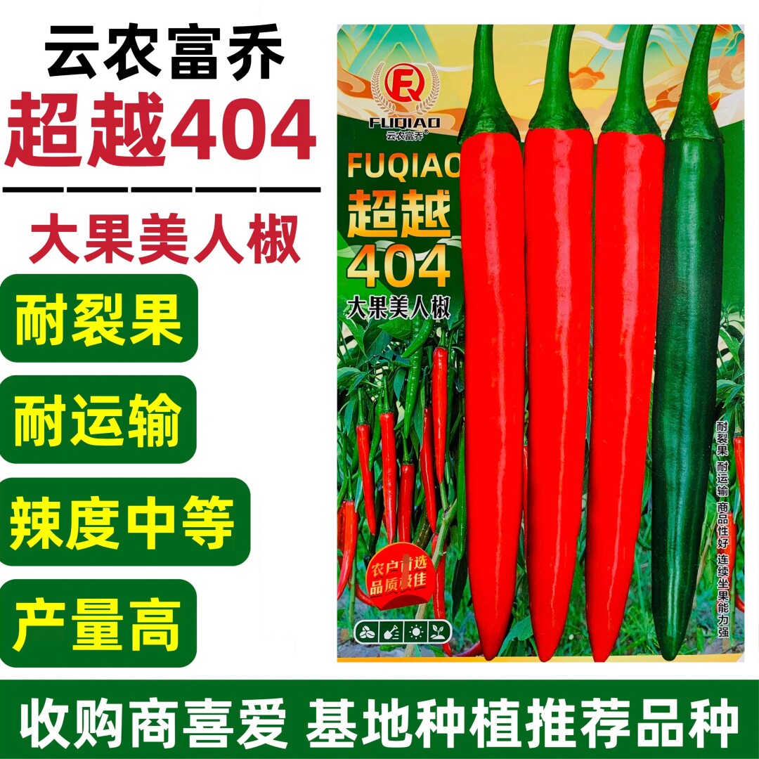 新品种大果美人椒种籽超越404美人椒种子海花红辣椒种子大号耐裂