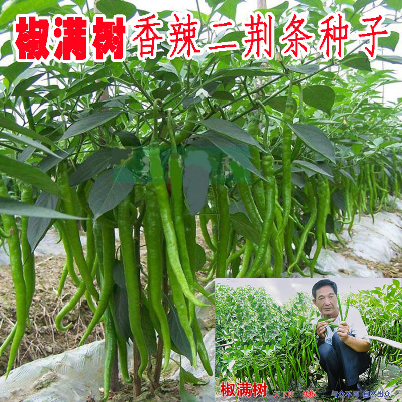 萧研椒满树香辣二荆条辣椒种子香辣线椒种籽高产早熟农家春秋季播