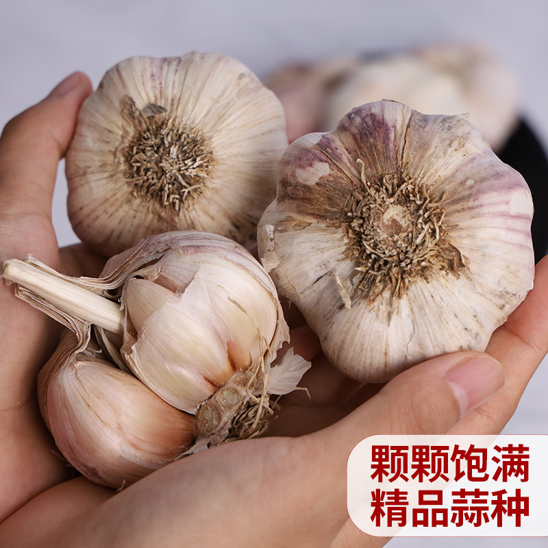 带根紫皮蒜瓣干蒜种籽蒜苗农家盆栽红皮蒜头大蒜子老寒蒜种子种籽
