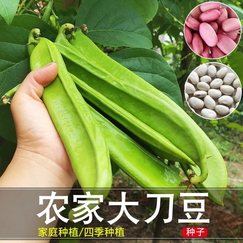 农家大红刀豆种子豆菜豆角大扁豆白刀豆四季高产易种家庭阳台小院