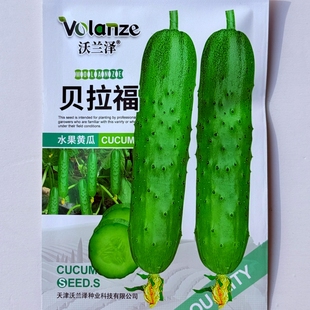 沃兰泽贝拉福水果黄瓜种子抗病杂交早熟清香甜脆黄瓜种籽春秋季播