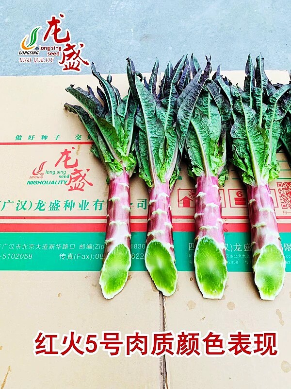 香莴笋种子龙盛红火5号莴苣种籽红尖叶红皮绿肉春秋冬季蔬菜种子